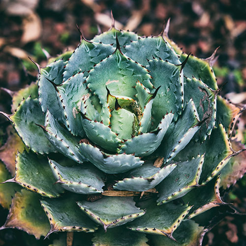 كتالوج النباتات المعمرة