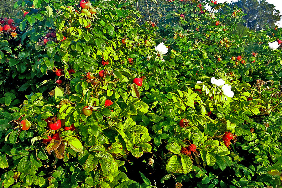 النباتات المعمرة في حضانة DĘBSCY