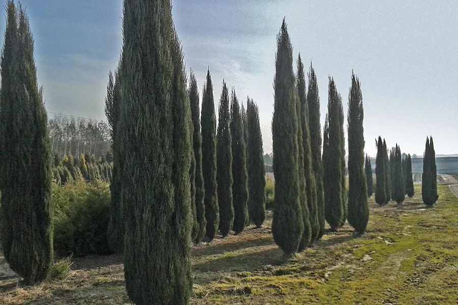 صورة Thuja
