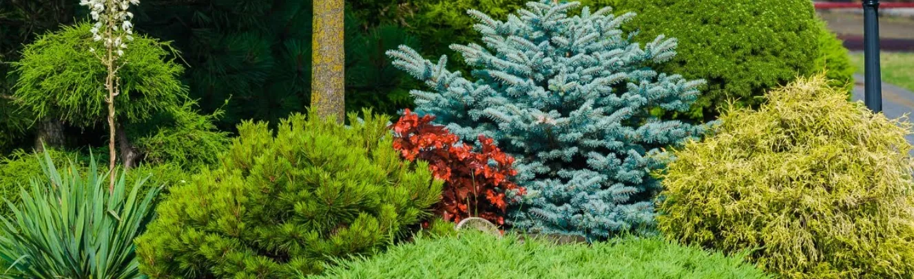 كتالوج النباتات المتساقطة الأوراق