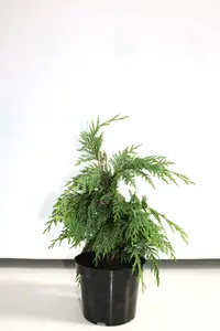 أشجار السرو