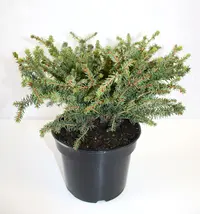 شجرة التنوب