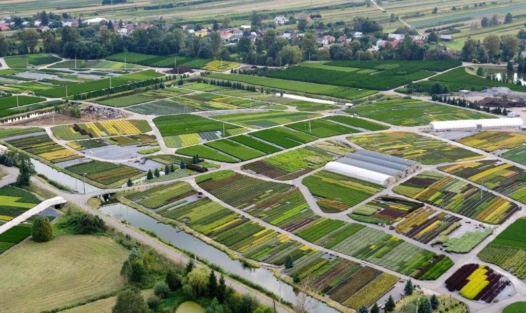 كتالوج الصنوبريات