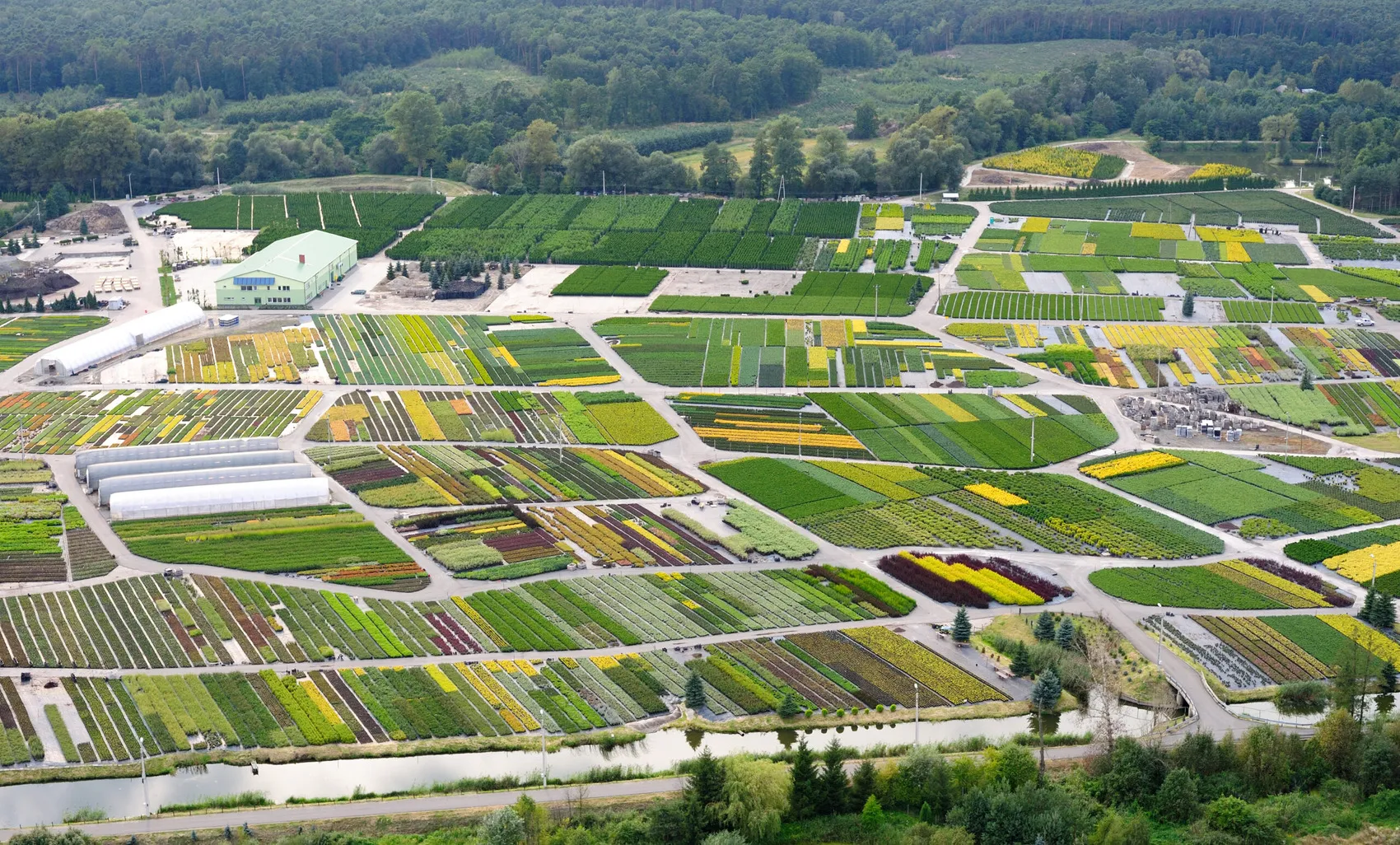 الأشجار المتساقطة الأوراق في مشتل DĘBSCY